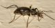 2 paleomastigus sp staphylinidae schydmaeninae baronessa .jpg