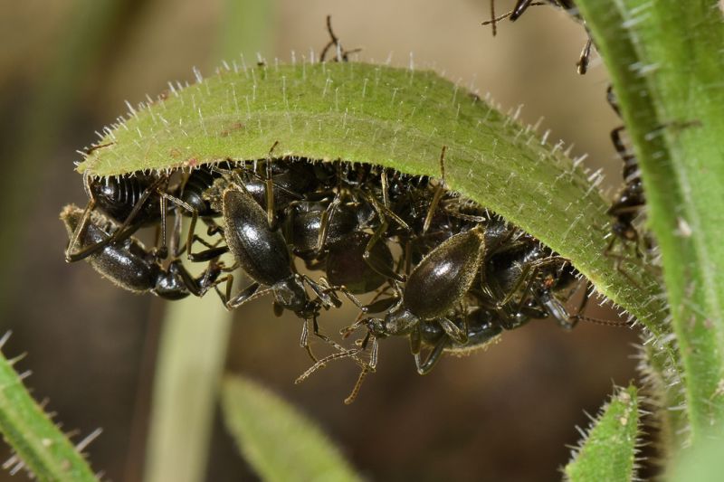 3 palaeostigus sp staphylinidae scydmaeninae baronessa .JPG