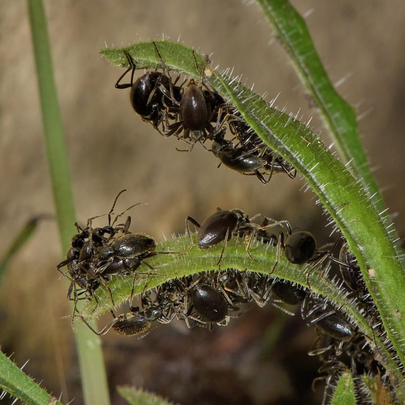 4 paleomastigus sp staphylinidae schydmaeninae) baronessa .JPG