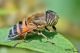 eristalinus taeniops19.jpg
