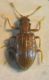 Stephostethus rugicollis 009 A.jpg