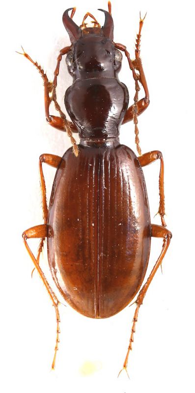 Kashmirobroscus mirabilis copia 2.jpg