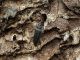Cerambyx_velutinus_SanVittorino_18-VI-2010_OL047.jpg