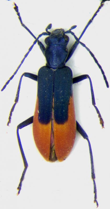 oedemeridae.jpg