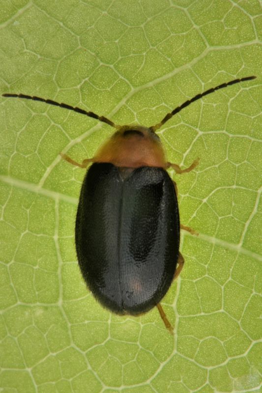 1 sacodes thoracica scirtidae parco di sant'agostino.jpg