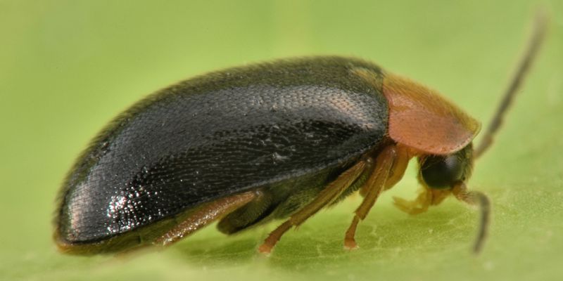 2 sacodes thoracica scirtidae parco di sant'agostino.jpg