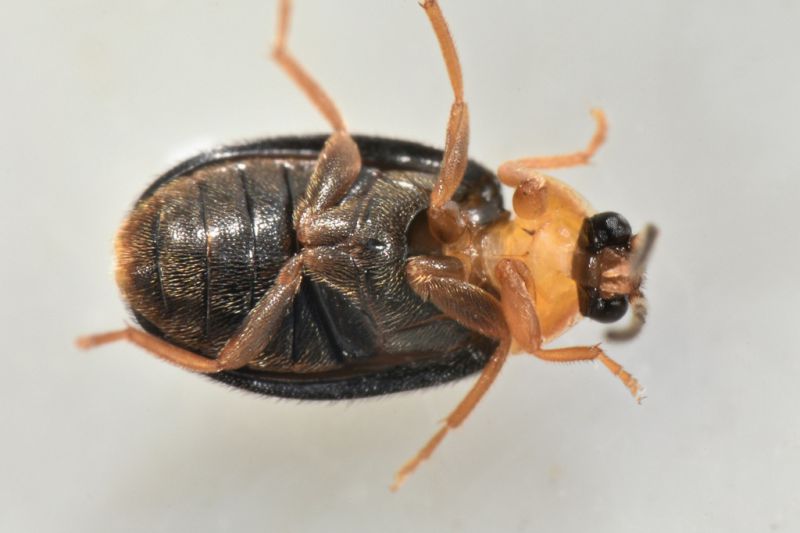 3 sacodes thoracica scirtidae parco di sant'agostino.jpg