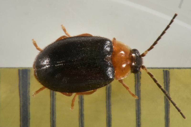 4 sacodes thoracica scirtidae parco di sant'agostino.JPG