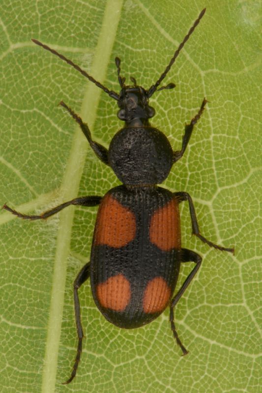 1 panagaeus bipustulatus carabidae san giorio .jpg