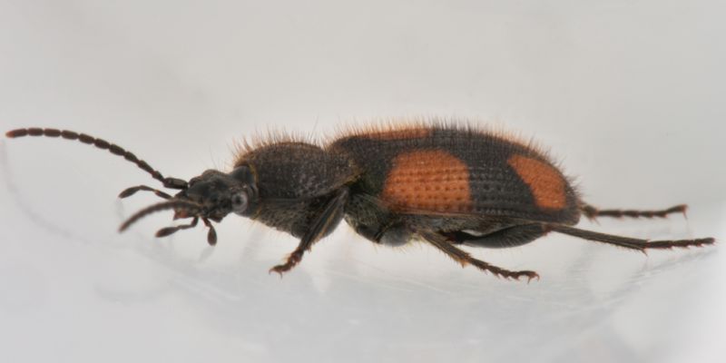 2 panagaeus bipustulatus carabidae san giorio .jpg