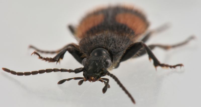 3 panagaeus bipustulatus carabidae san giorio .jpg