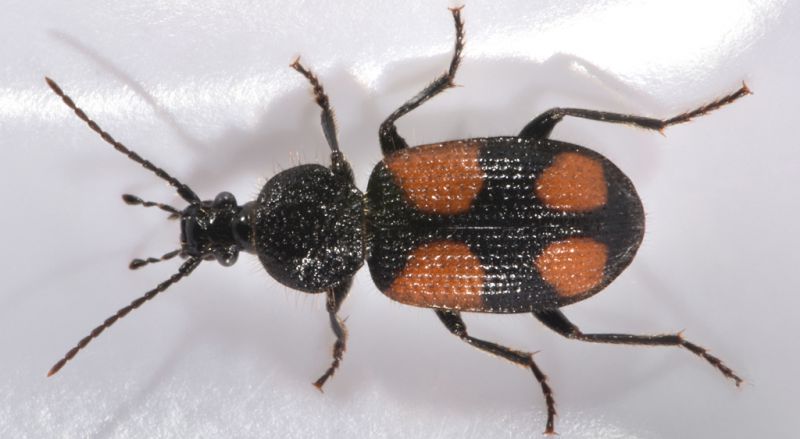 4 panagaeus bipustulatus carabidae san giorio .jpg