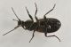 5 panagaeus bipustulatus carabidae san giorio .JPG