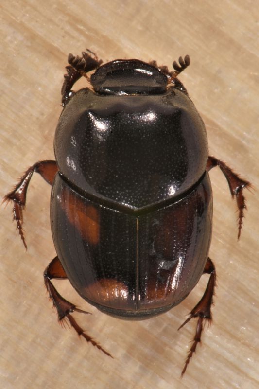 1 caccobius schreberi scarabaeidae avigliana est .JPG