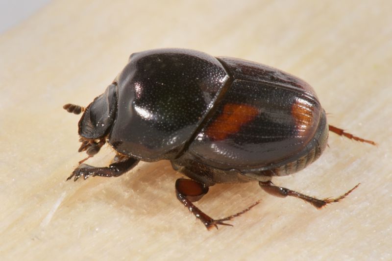 2 caccobius schreberi scarabaeidae avigliana est .JPG