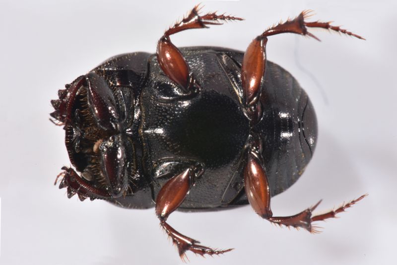 3 caccobius schreberi scarabaeidae avigliana est .JPG