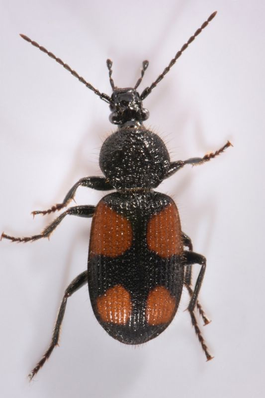 5 panagaeus bipustulatus carabidae san giorio  (2).jpg