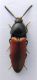 curculionidi 5 004.JPG