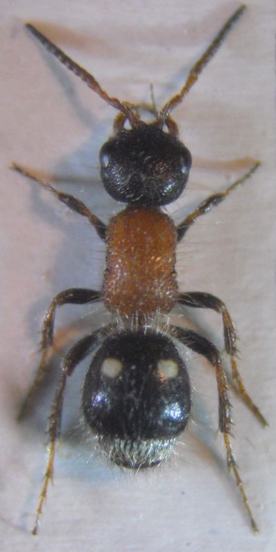 Blakeius leopoldinus 003 A.jpg