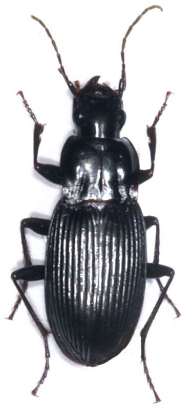 Dicaelus elongatus.jpg