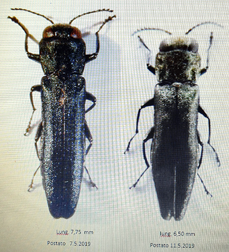 1 confronto Agrilus web.jpg