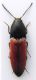 Ampedus praeustus.jpg