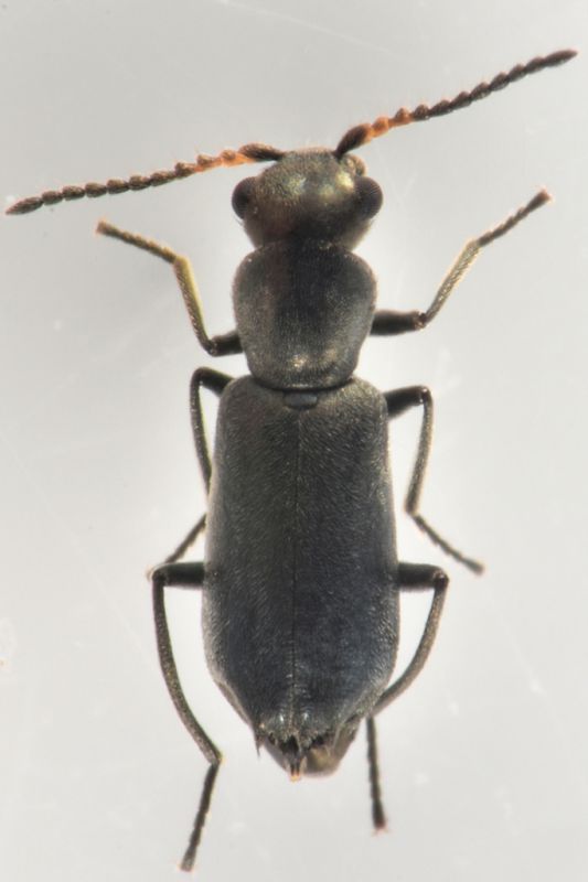 1 malachiidae villa gabriella .JPG