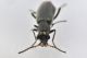 4 malachiidae villa gabriella .JPG