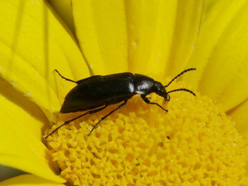 mycteridae 3.JPG