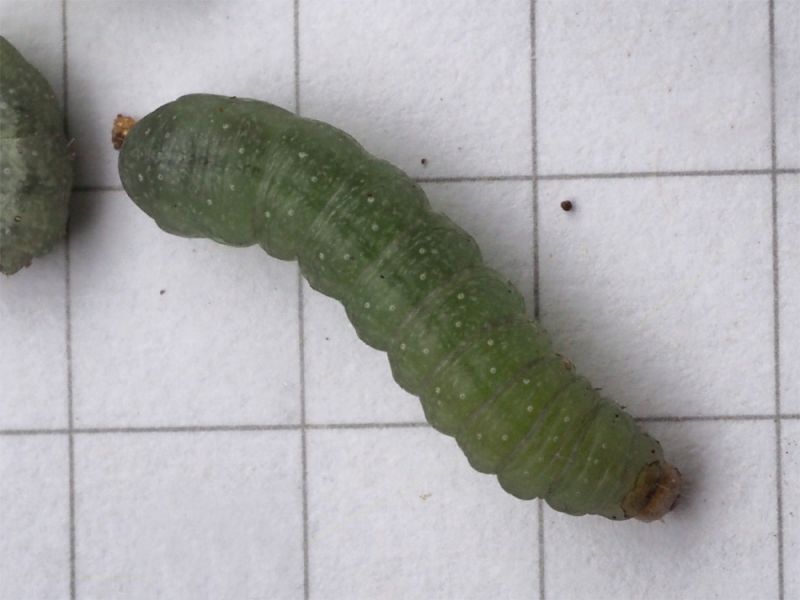 Atypha_pulmonaris_larva_rilevata.jpg