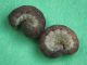 Atypha_pulmonaris_larva_ultima_muta.jpg