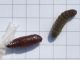 Atypha_pulmonaris_crisalide_larva_matura.jpg