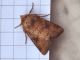 Atypha_pulmonaris_adulto.jpg