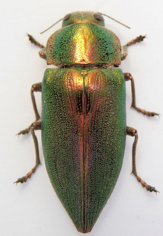 Latipalpis leccio Imola.JPG