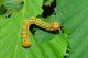 Lymantria dispar 10.jpg