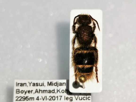 mutilla sp Iran Yasui,Midjan , Boyer Ahmad 2295m 4-VI-2017 1.jpg