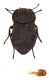 Comb2680-33zL6cr.jpg