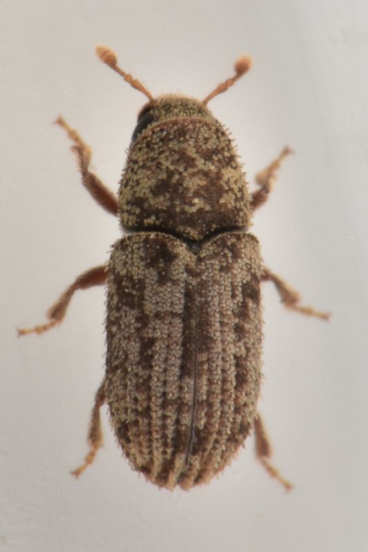 1 curculionidae scolytinae san giorio .jpg