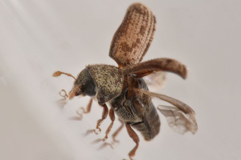 4 curculionidae scolytinae san giorio .JPG