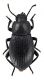 Comb2688-43zL6cr.jpg