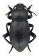 Comb2694-45zL6cr.jpg
