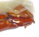 Pygopleurus scutellatus - paramera male - 40NT Baraud (A) .jpg