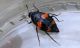 insect7.JPG