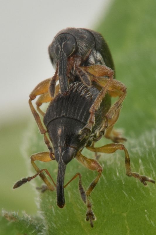 1 nanomimus anulatus nanophyidae palude dei mareschi .JPG