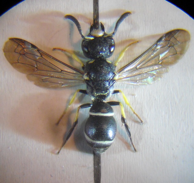 Eumeninae 2 004 A.jpg