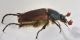 2 amphicoma abdominalis glaphyridae avigliana est .jpg