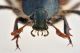 3 amphicoma abdominalis glaphyridae avigliana est .JPG
