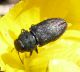Anthaxia sp. (25-5-19 El Frago).jpg