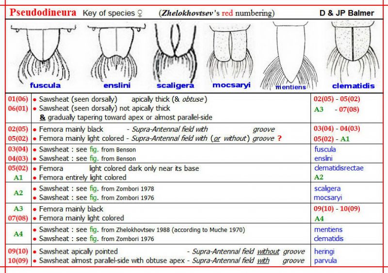 PSEUDODINEURA - Clé des Espèces F + Images - Image.jpg