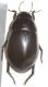 Hydrochara caraboides1.JPG